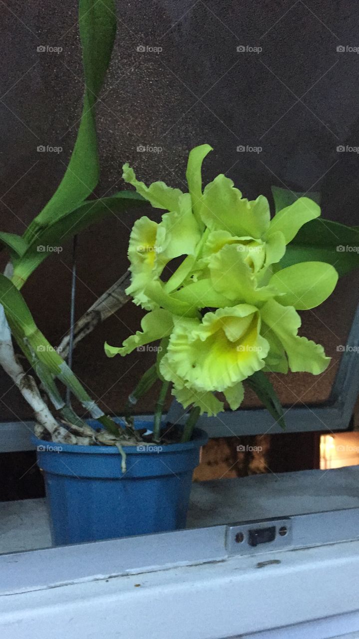 My green orquid.  Minha orquidea verde. 