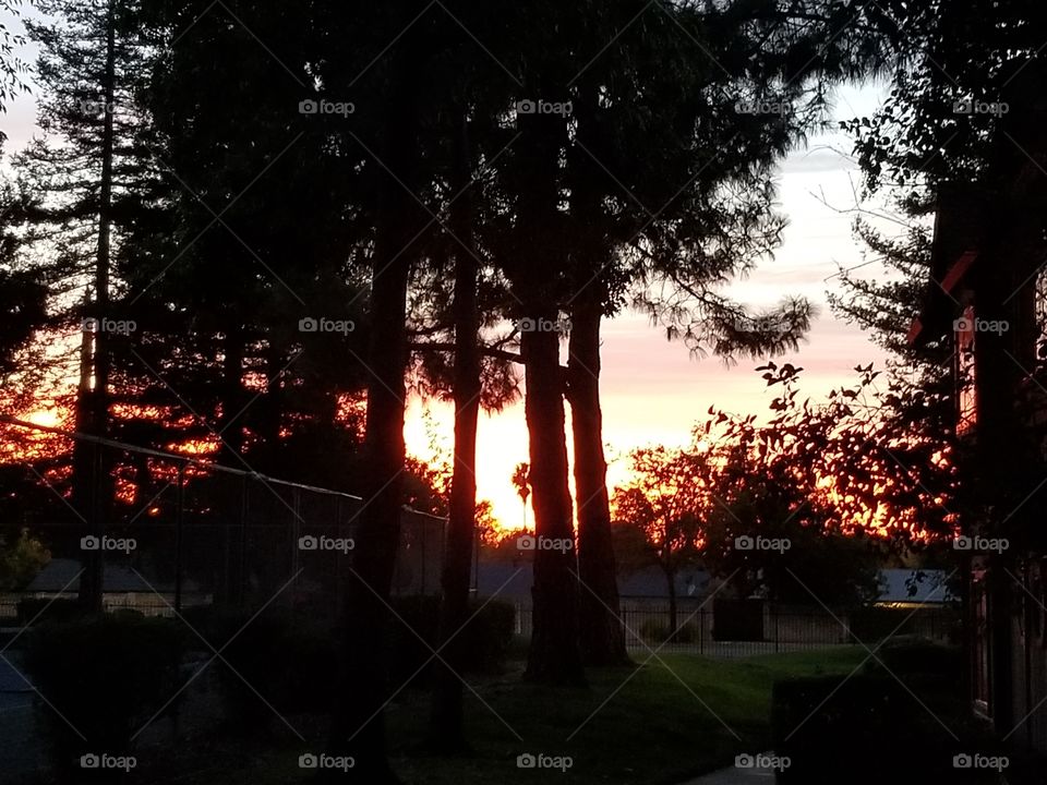 Fall sunset beyond the trees