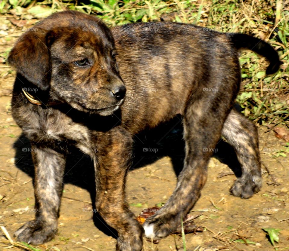 A mix breed part mastiff part hound female puppy whose color is brindle.
