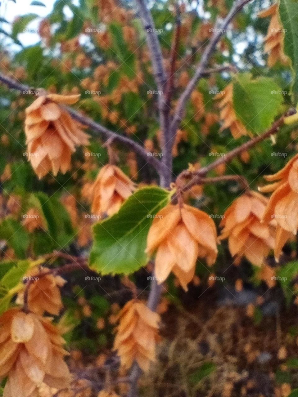 Leaves