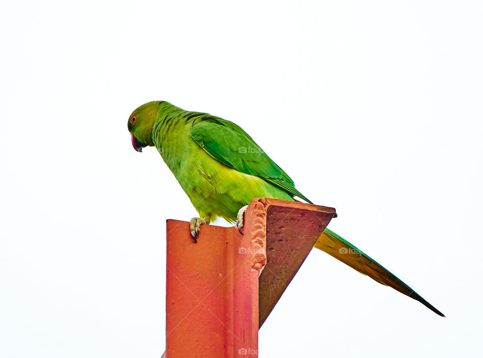 Bird photography - parrot - scouting