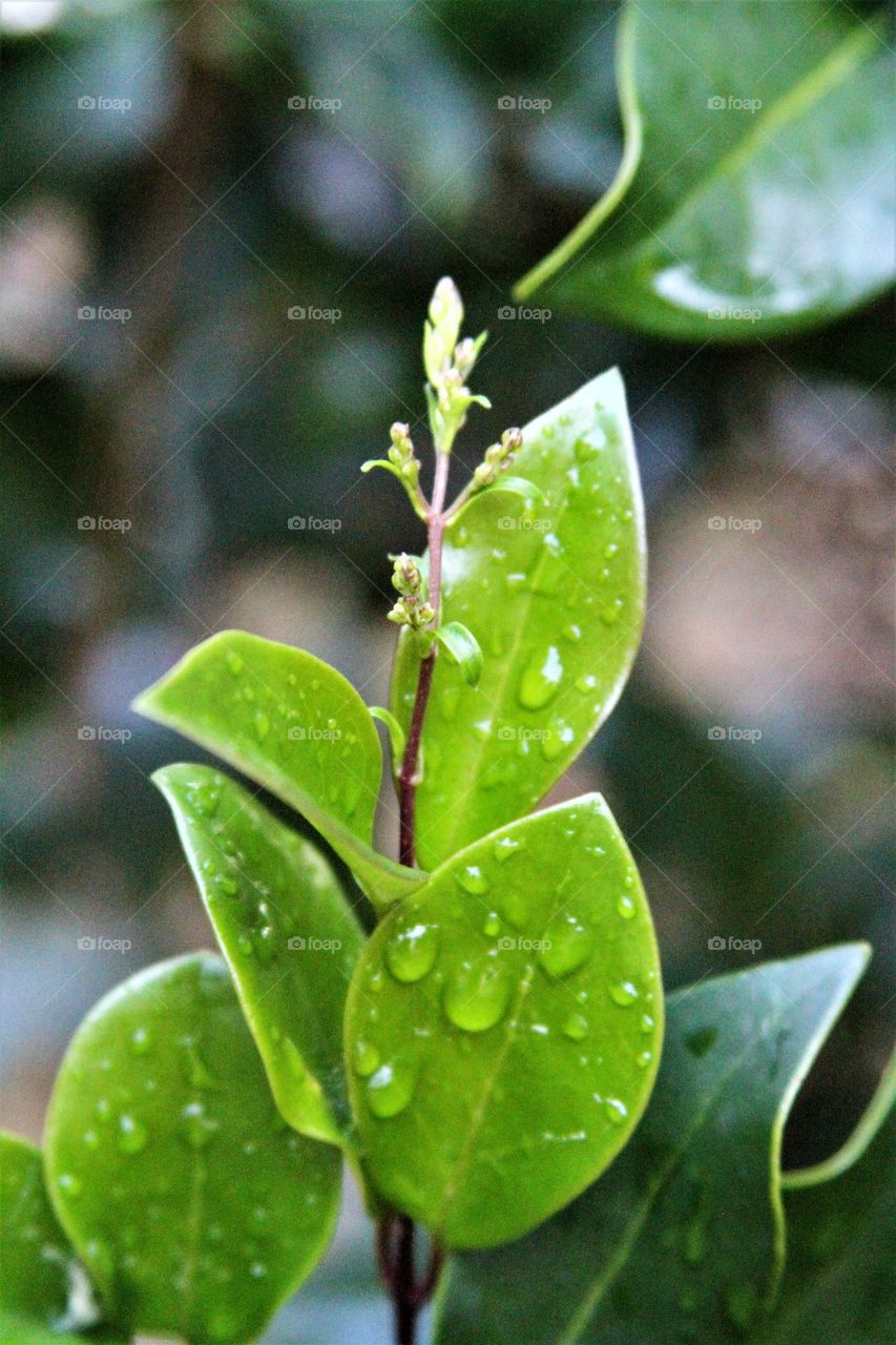 buds and gree