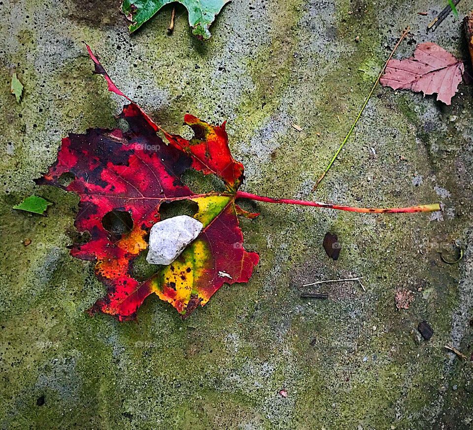 Leaf under stone