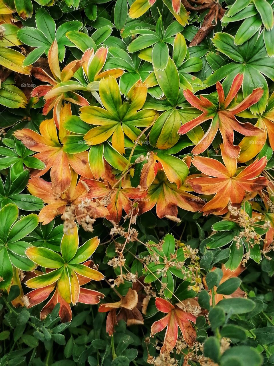 Autumn arrives in Finland and the plants make me smile with their wonderful autumn colors! Pictured is the magnificent alchemilla alpina!