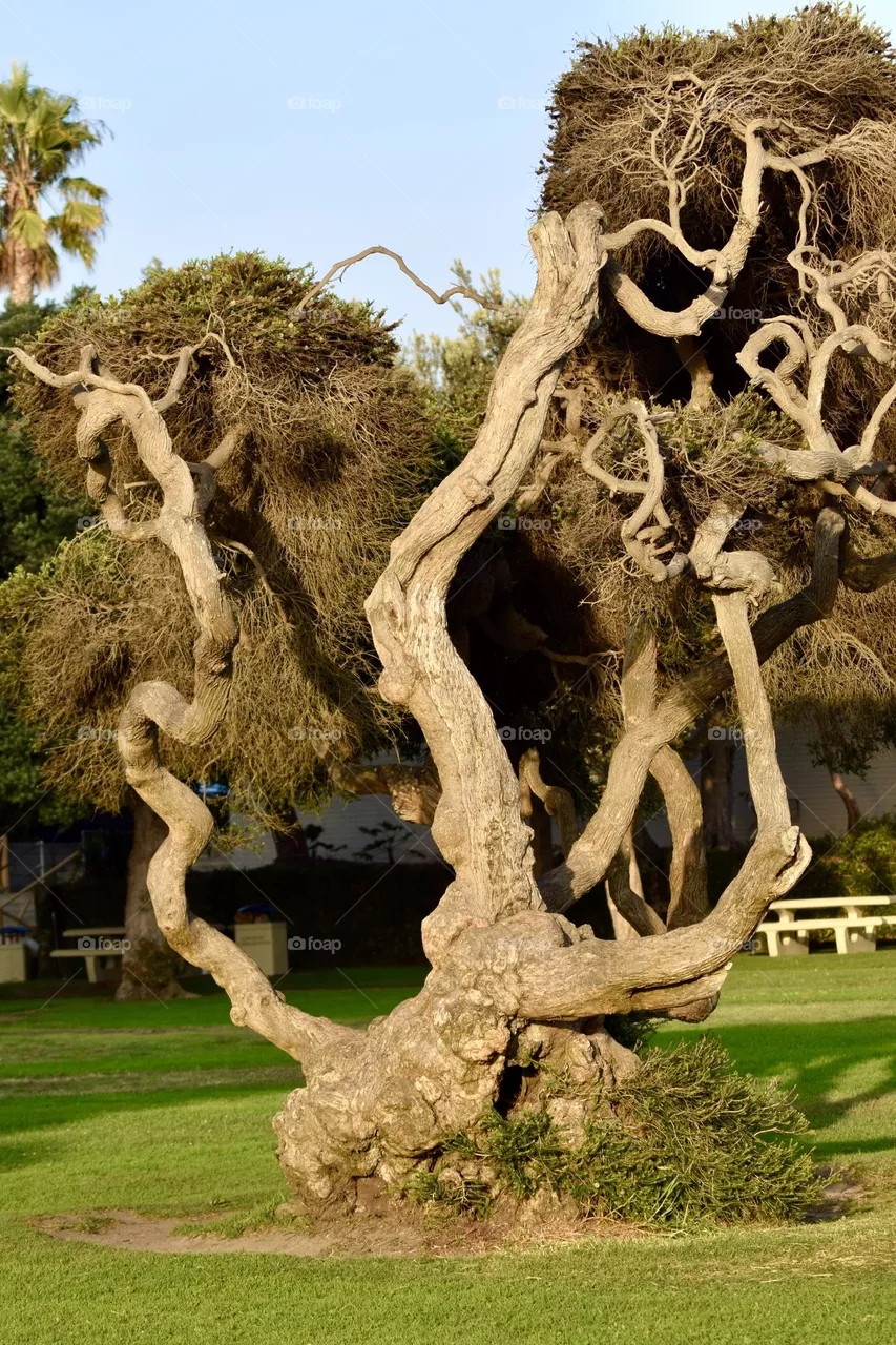 Coastal Olive Tree