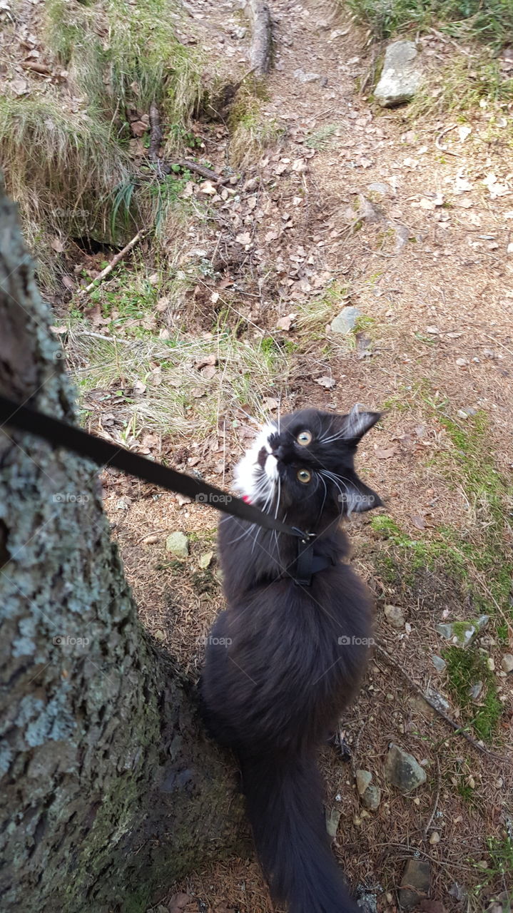 Kitten in nature