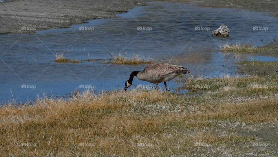 Canadian goose foraging.