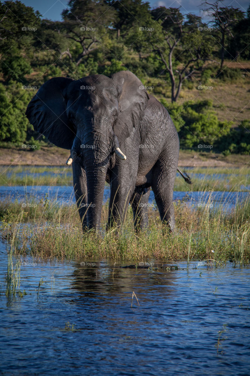 Elephants 