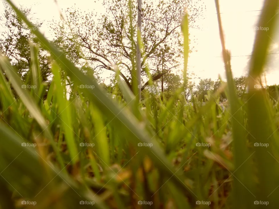 grass