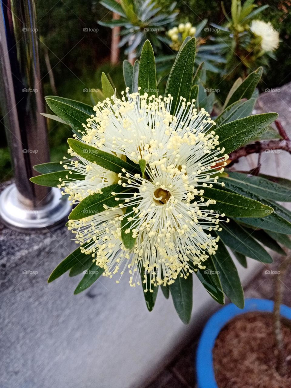 Flowers in the garden