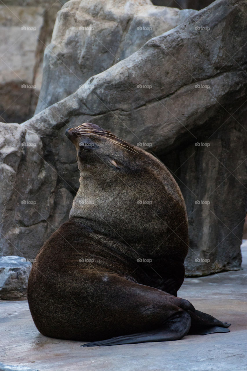 A very proud brown seal lifted its nose very high