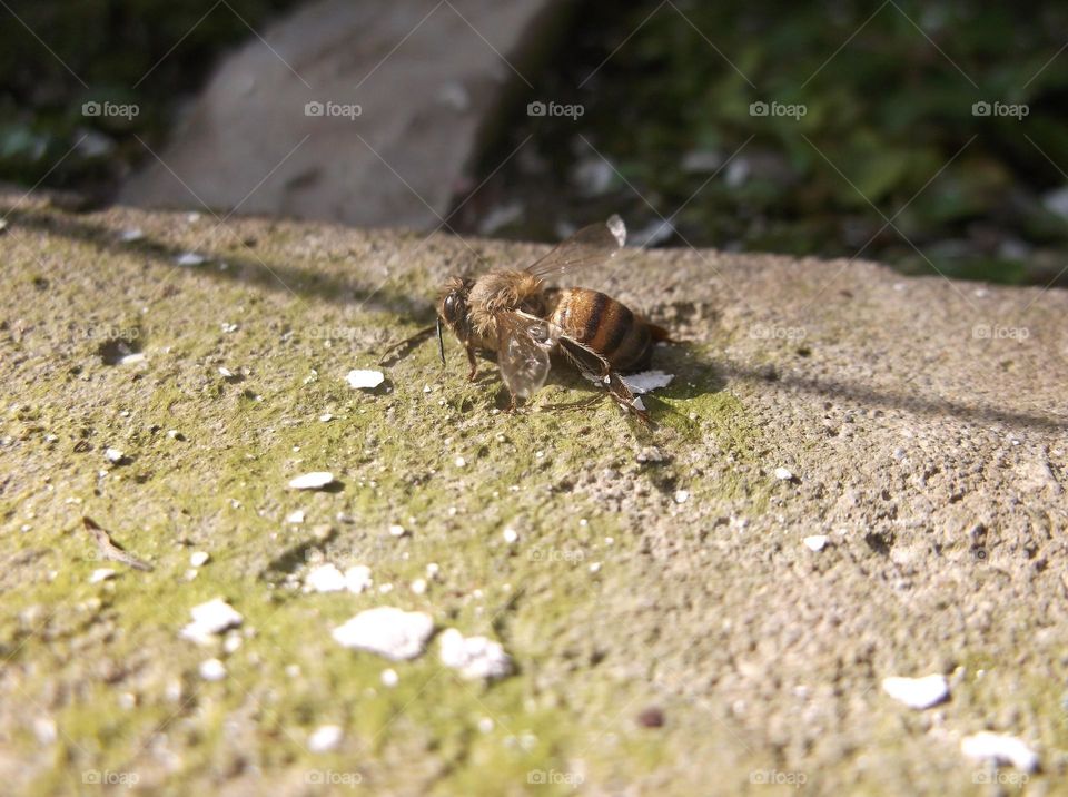 See the wonder of the bee by zooming