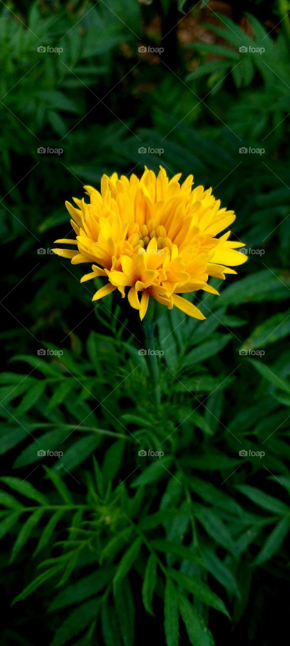 naturelove, beautiful flower, yellow love, green love