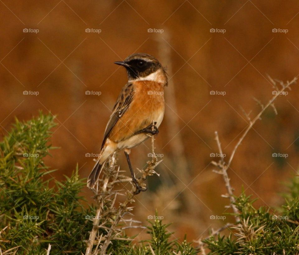 Song bird on a branch