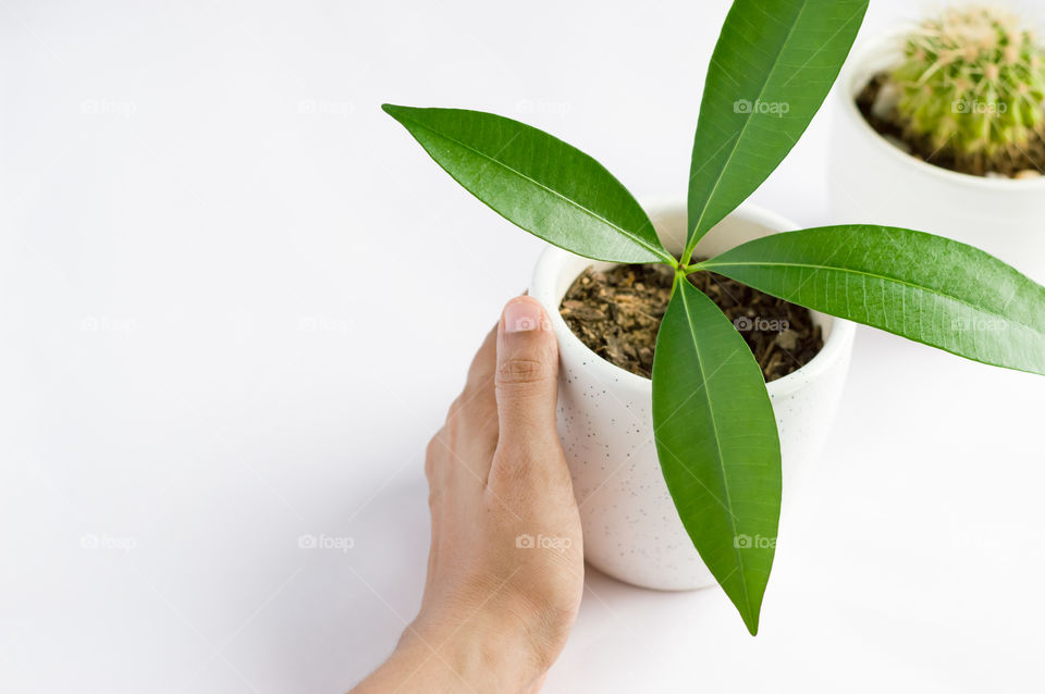 Beautiful indoor plant in ceramic pot with pure white background isolated.