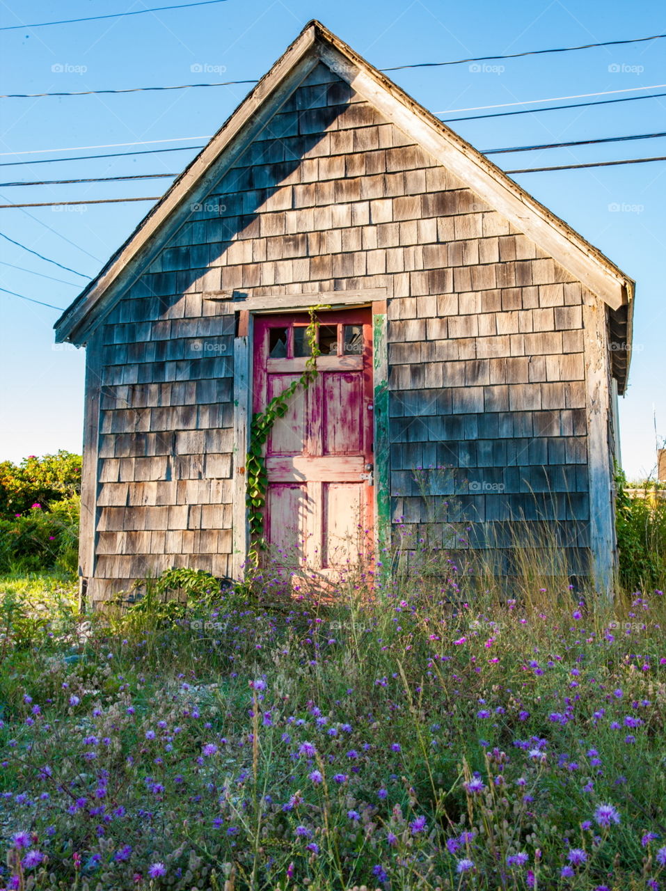 Flowers in front of abandoned shack 