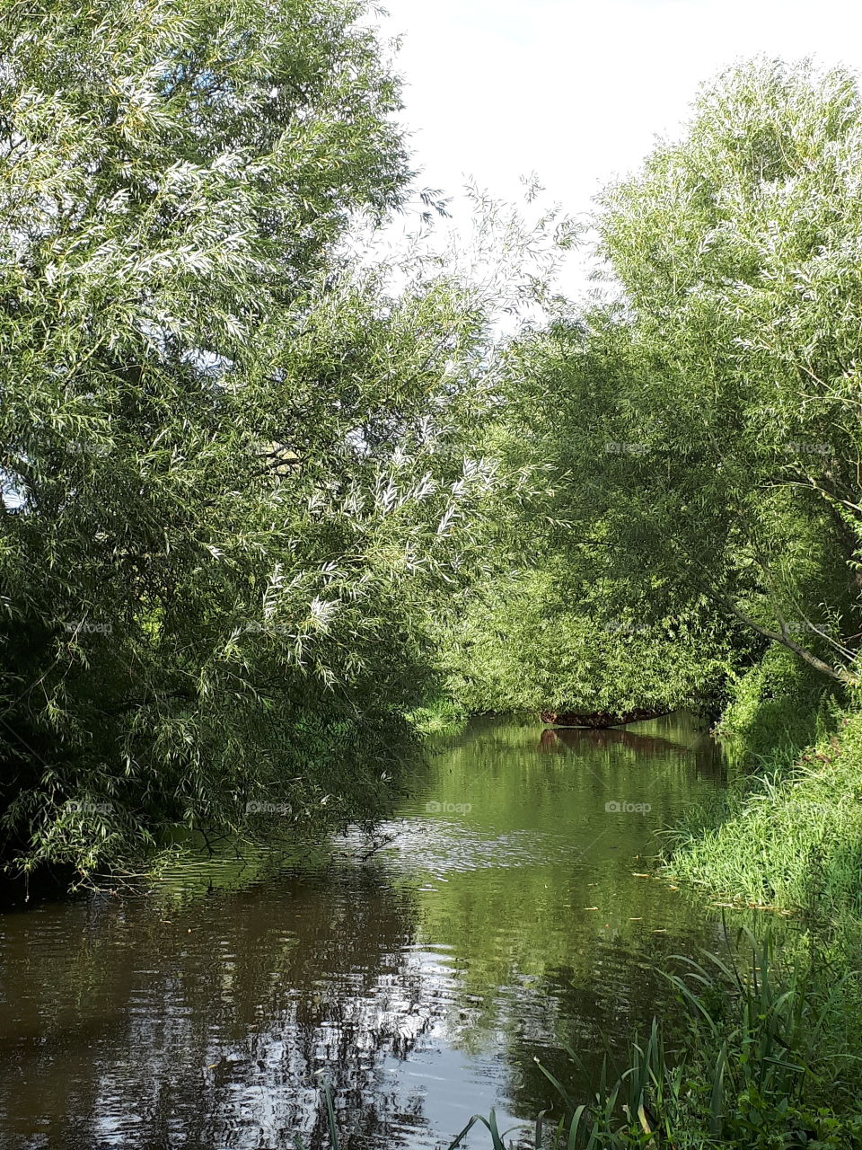 A River In Summer