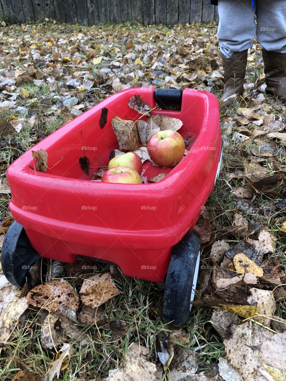 Sweet apples on a fall day