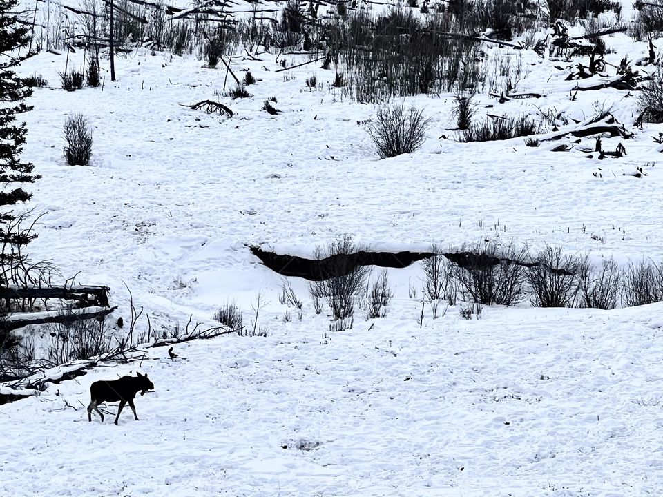 Moose in Yellowstone 