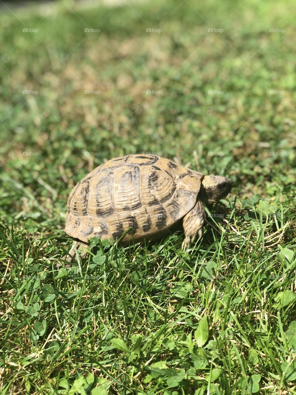 A small turtle walks in the yard