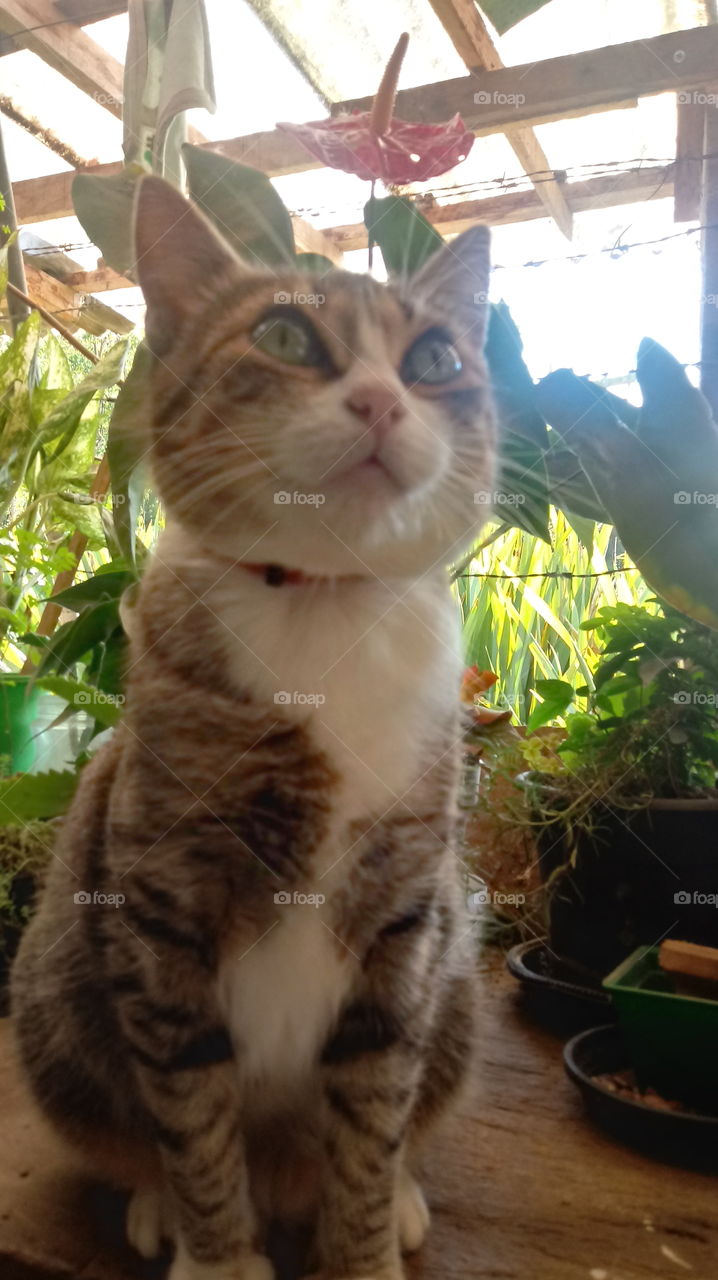 CAT 🐱 ON CURIOSITY