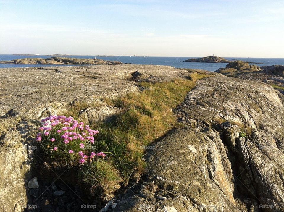 ocean sweden flowers blommor by stenholm