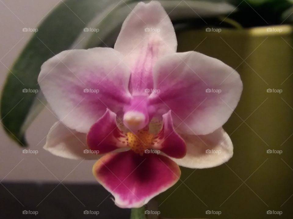 orchid