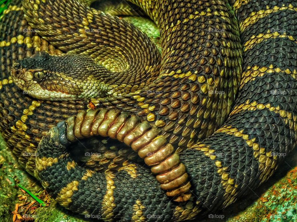 California rattlesnake