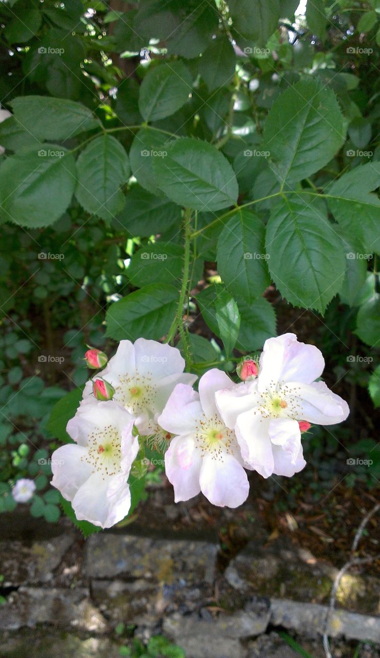 Hanging Rose