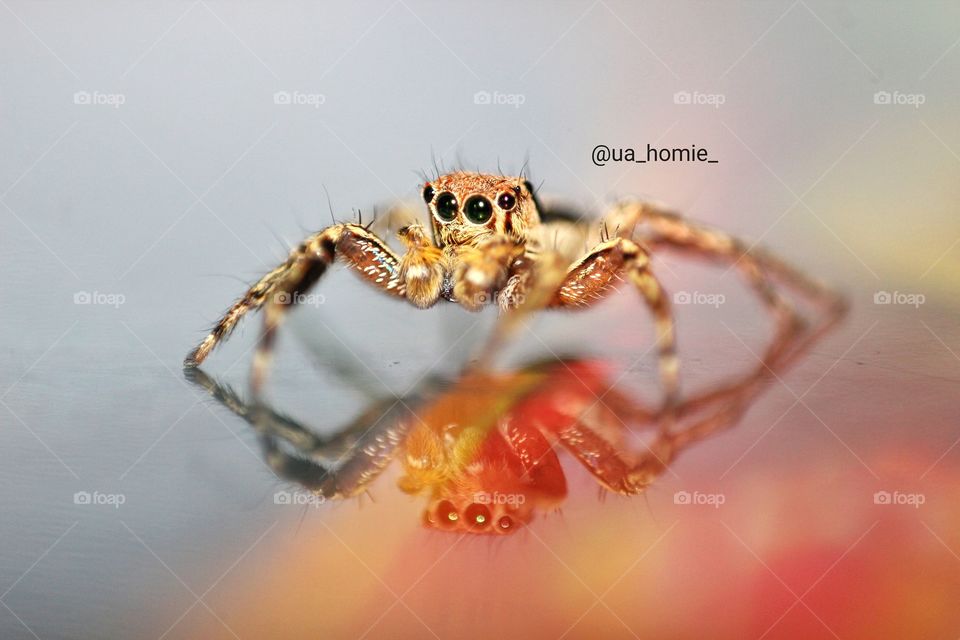Jumping Spider with Reflection on colorful background 🕸🕷