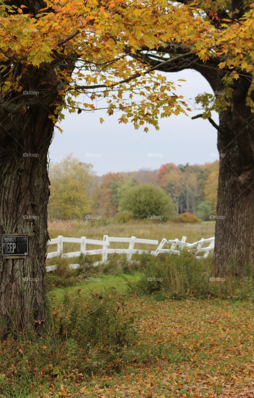 Farm Field & Farm Fence Flanked by Two Large Fall Trees