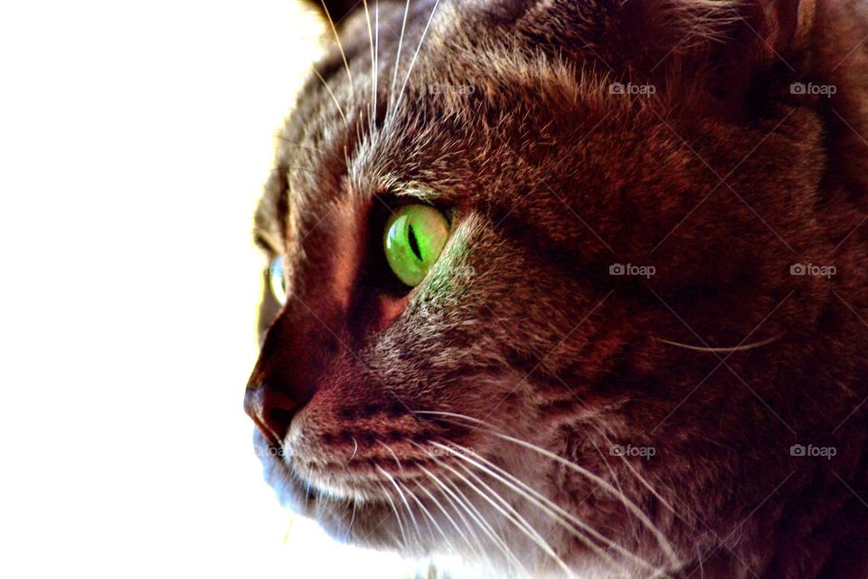 cat's green eyes