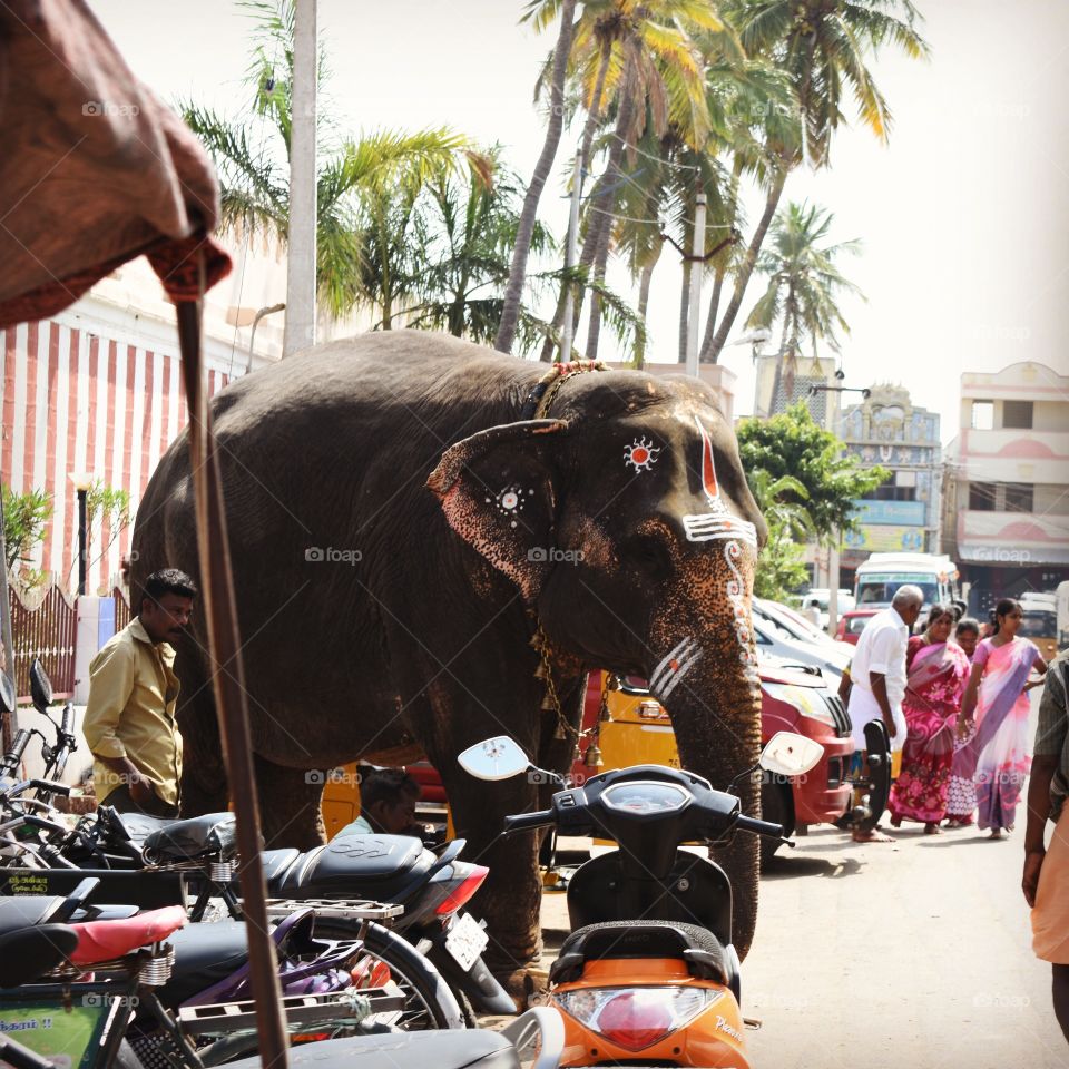 asian elephant featival preparation madurai , tamilnadu , India