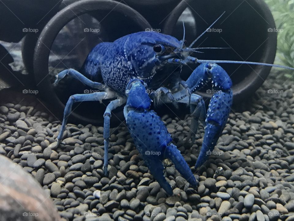 Blue florida cancer in a fish tank 