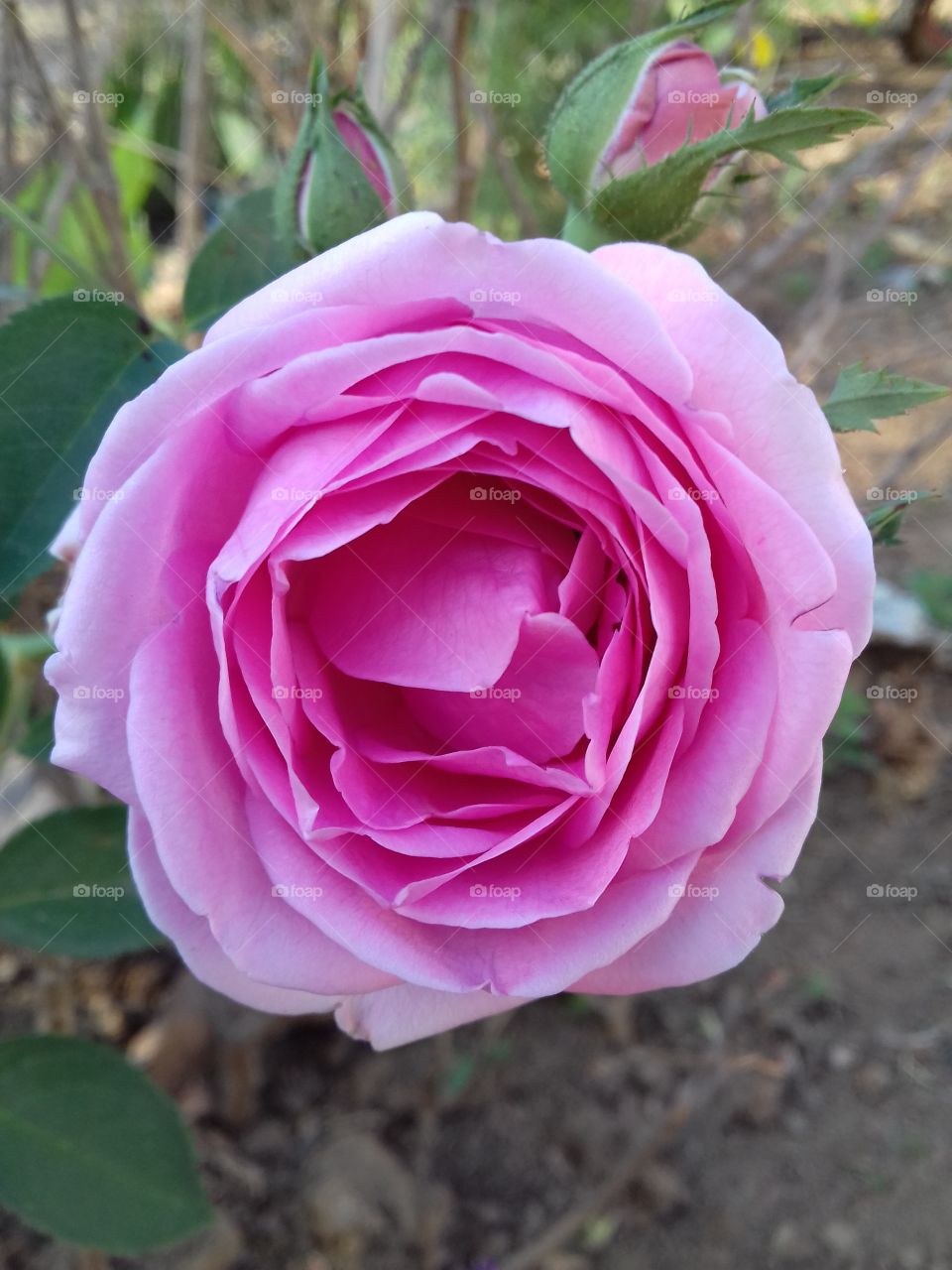 rose