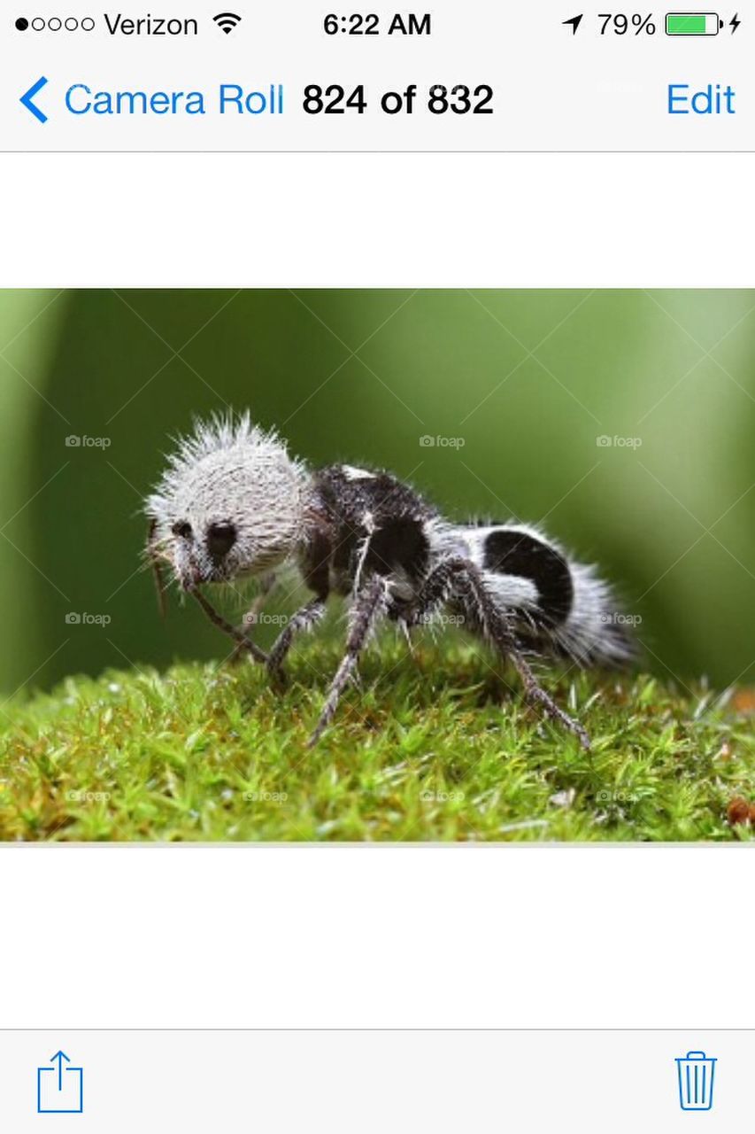 Hairy scary ant
