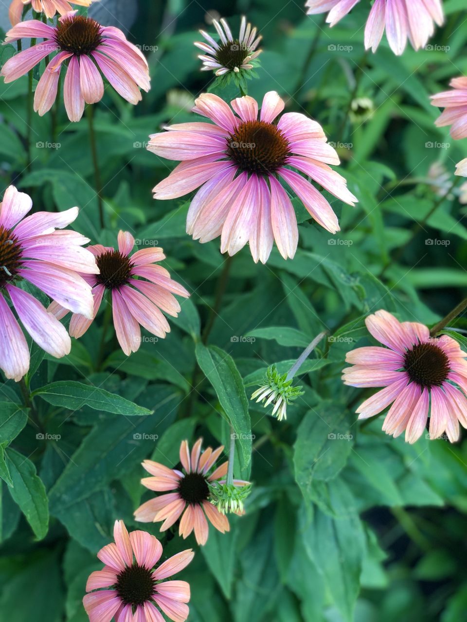 Flowers of spring time, pink and orange Black eyed Susans