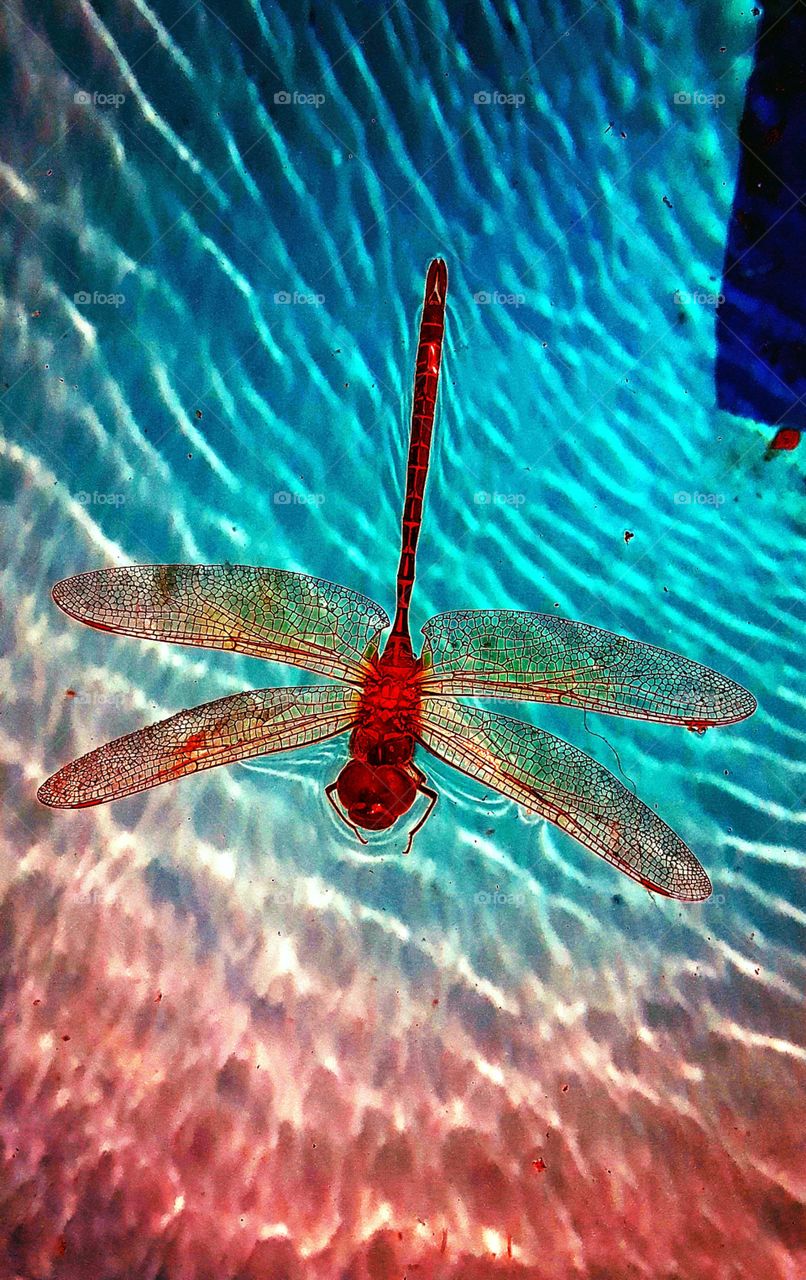 dragonfly in pool art