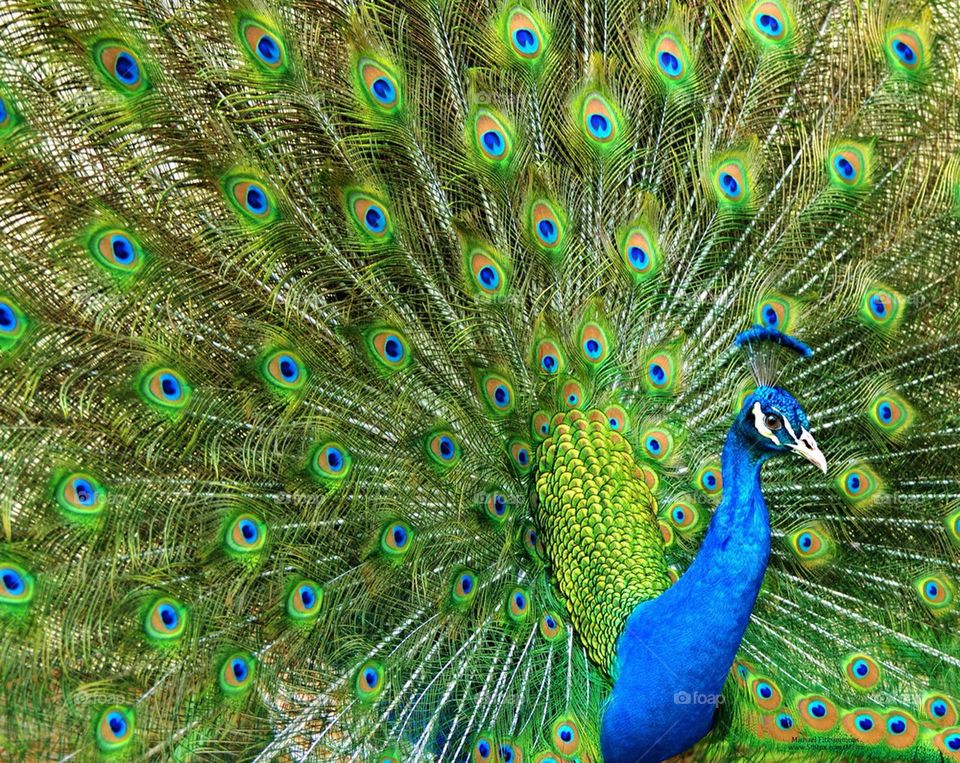 Peacock