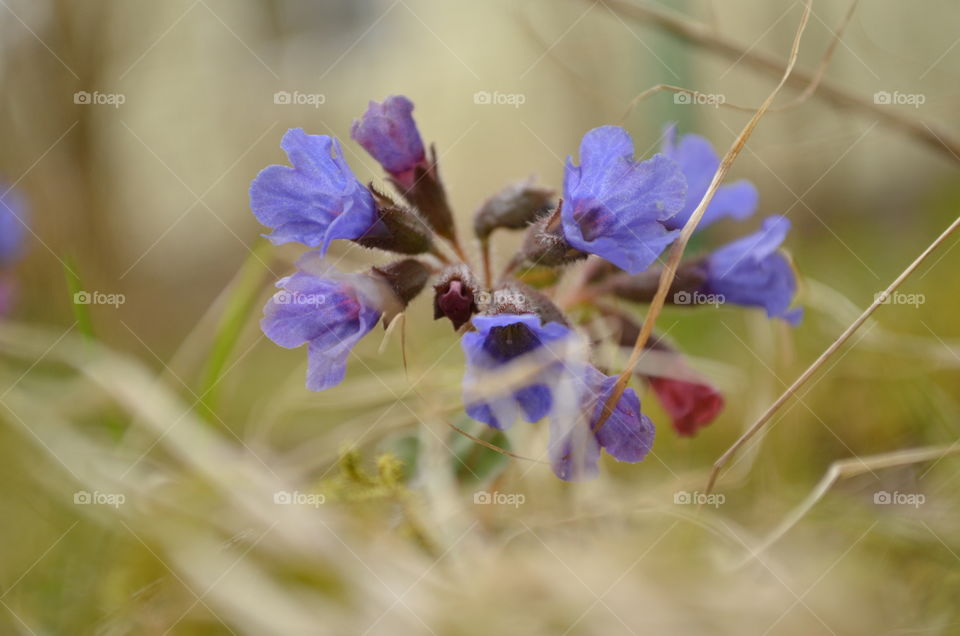 Purple lungwort