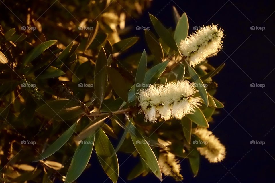 White bottlebrushes at night.