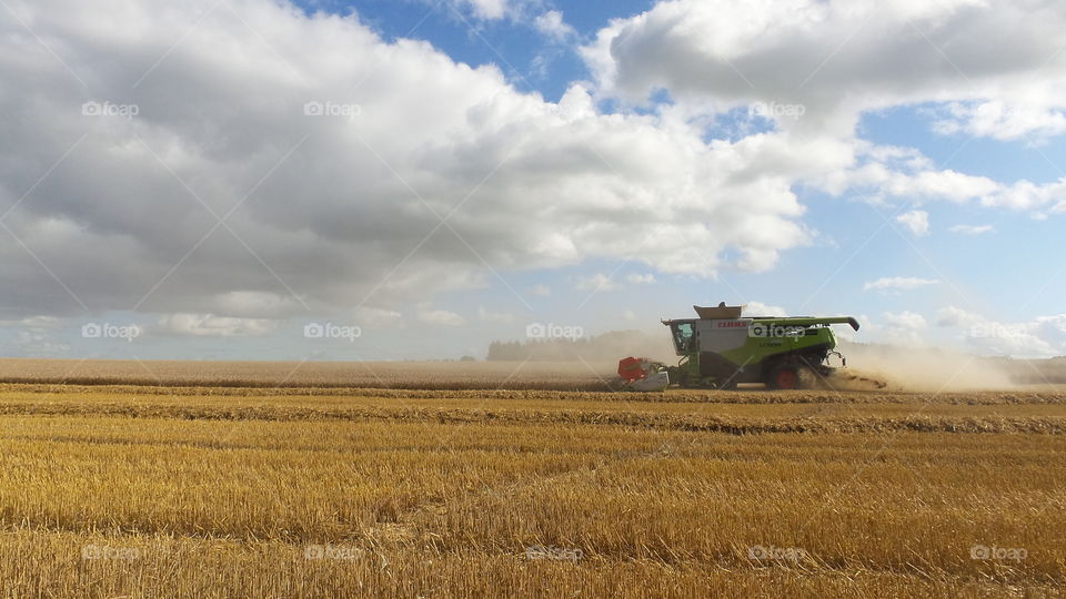 Harvest. Harvesting crops