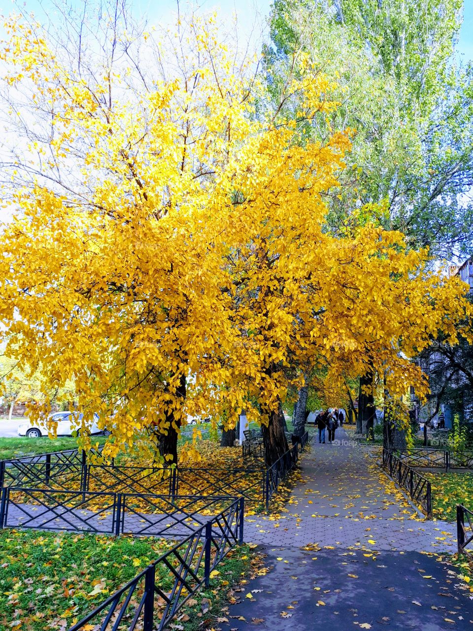 Yellow leaves. Autumn walkway