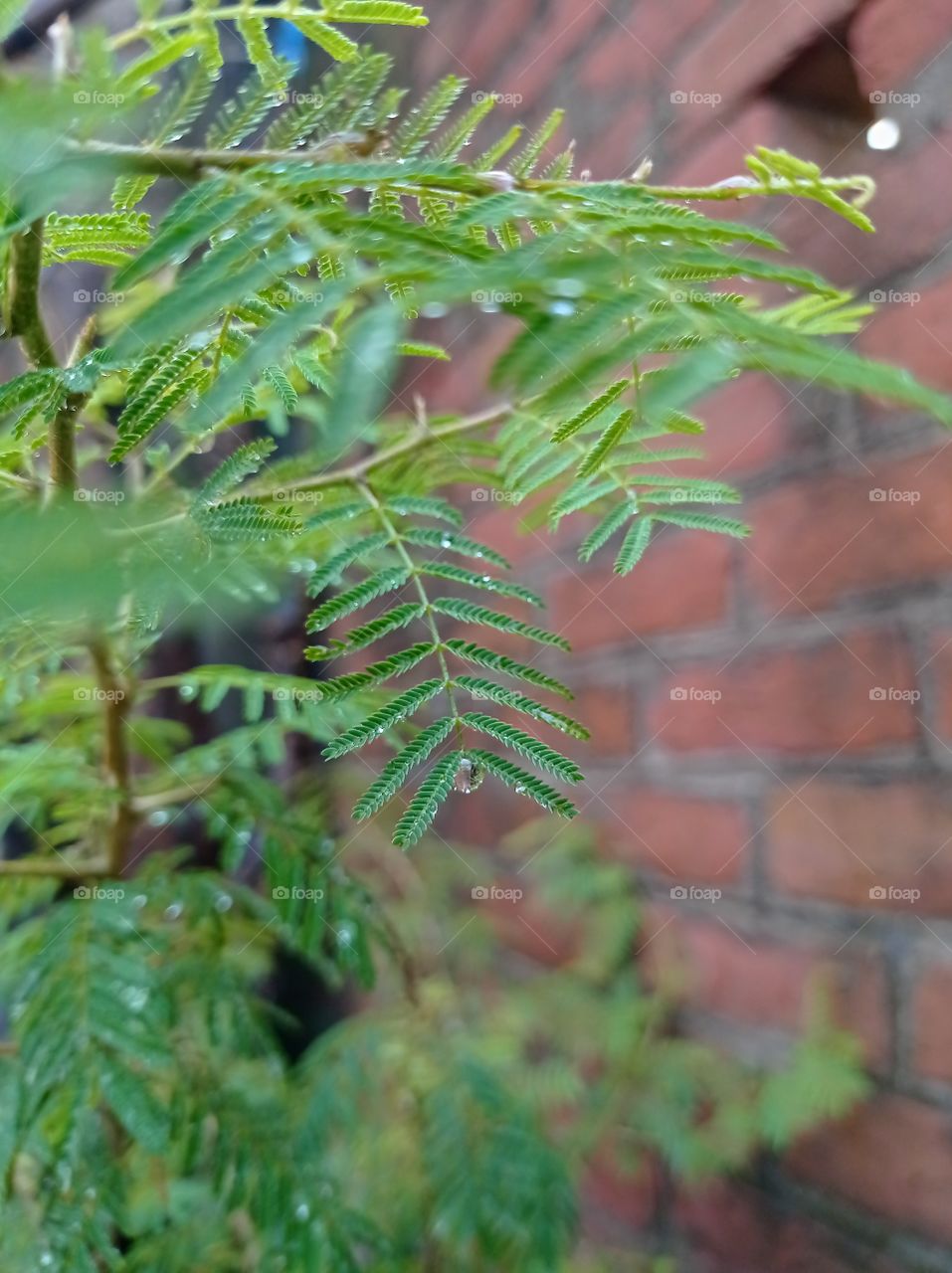 min rain water on leaves