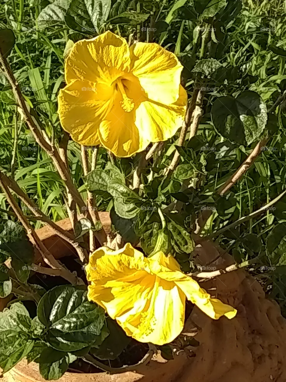 foowers