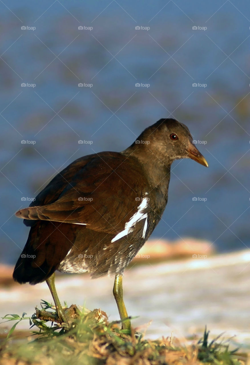 Common moorhen