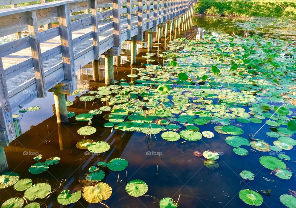 Walking bridge over lily pads, evening sun