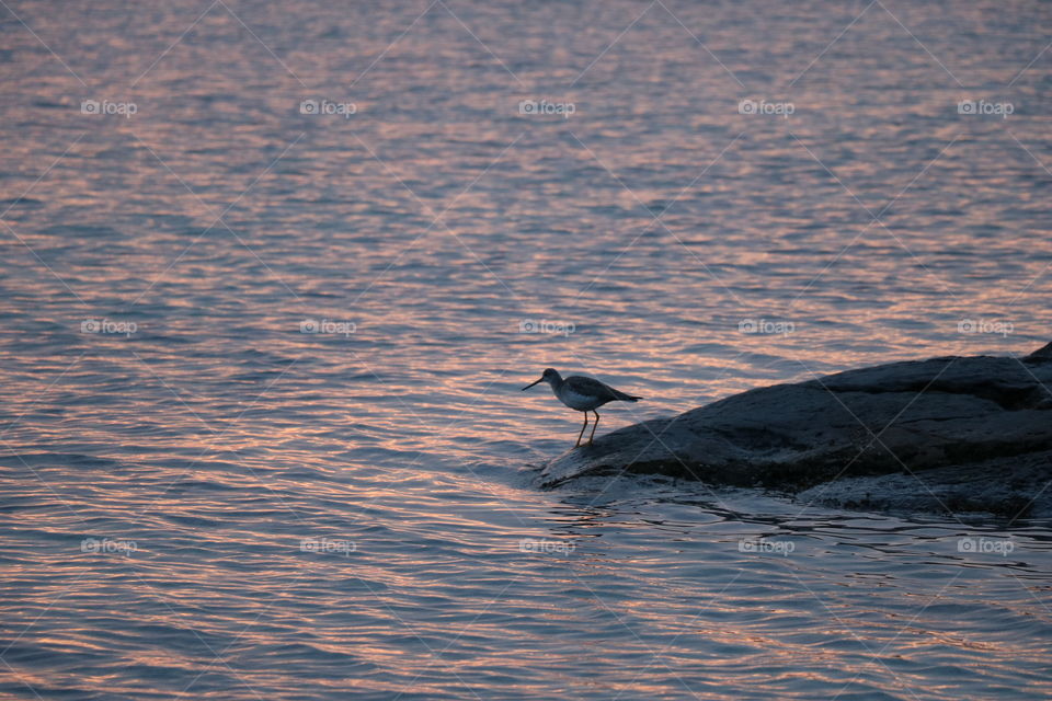 Bird on the beach 