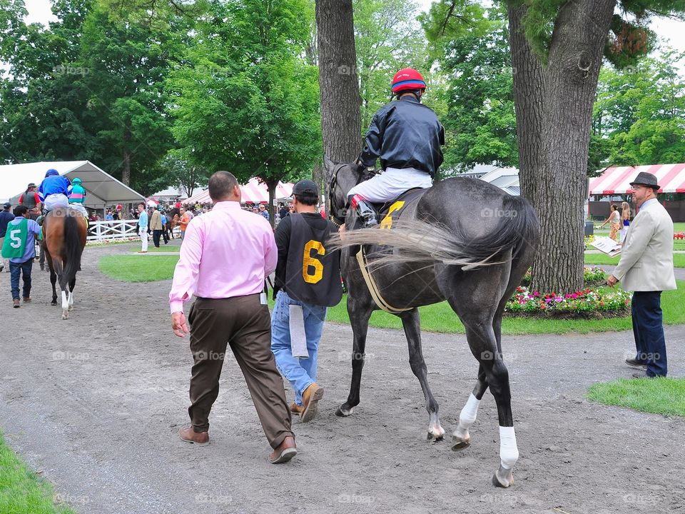 Carrumba swished her Tail. The gray filly Carrumba in the paddock at Saratoga swishing her tail. 

ZAZZLE.com/Fleetphoto 