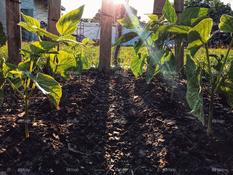 Green bean stalks glowing in the midday sun
